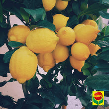 Carica l'immagine nel visualizzatore di Gallery, COMPO BIO Concime Liquido Per Agrumi e Piante Mediterranee, 1L