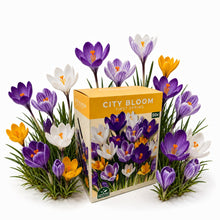 Carica l'immagine nel visualizzatore di Gallery, Nojus - City Bloom - First Spring Mix di bulbi di croco 50