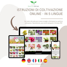 Carica l'immagine nel visualizzatore di Gallery, Magic of Nature: Semi di Fragola Gigante circa 100 pz