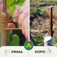 Carica l'immagine nel visualizzatore di Gallery, Albagarden - Mastice Per Innesti E Potature ++ Con Rame ++ Antibatterico Pasta Cicatrizzante Curativa Per Ferite Piante 