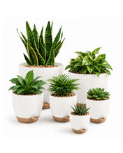 Carica l'immagine nel visualizzatore di Gallery, Bamworld Vaso per Piante da Interno con drenaggio Bianco 6 Pezzi Autoirrigante 12.7cm/14cm/15.2cm/16.5cm/17.8cm/20.3cm V