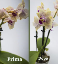 Carica l'immagine nel visualizzatore di Gallery, floraline® Set di 10 fertilizzanti per orchidee, per 10 mesi di splendidi fiori con crescita e fiori sani, applicazione 