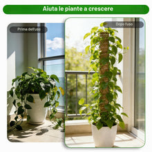 Carica l'immagine nel visualizzatore di Gallery, HOVIN Monstera - Traliccio di cocco – Confezione da 4 bastoncini di muschio estensibili 40 cm – per piante rampicanti da