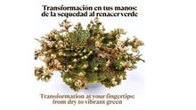 Carica l'immagine nel visualizzatore di Gallery, Rosa di Gerico – Pianta della Resurrezione | 100% Naturale | Purificazione e Protezione