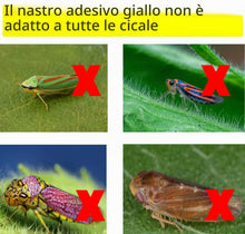 Carica l'immagine nel visualizzatore di Gallery, Panngu 50 Pezzi Trappole Acchiappa Ciliegio Mosche, Mosca Dell'olivo Trappole Appiccicose Gialle Bilaterali per Insetti 