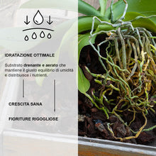 Carica l'immagine nel visualizzatore di Gallery, Kalapanta Terriccio per Orchidee Cymbidium 2L Pronto all'Uso - Mix Corteccia Bark naturale e Torba neutra Professionale 