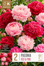 Carica l'immagine nel visualizzatore di Gallery, Radici di PEONIE | Esclusiva selezione dai migliori produttori Olandesi | Controllo Qualità | Fioritura garantita. (2 Ra