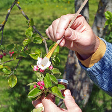 Carica l'immagine nel visualizzatore di Gallery, PartyKindom 8 pennelli per impollinazione manuale per piante grasse e alberi da frutto, strumento portatile per impollinazione delle api per la cura del giardino e delle piante