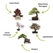 Carica l'immagine nel visualizzatore di Gallery, Cultivea Mini - Bonsai Ready-to-Grow Kit - Semi francesi 100% ecologici - Giardino e decorazione - Idea regalo (Mela rossa, Cercis cinese, Ginepro, Liquidambar, Abete rosso)