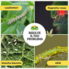 Carica l'immagine nel visualizzatore di Gallery, Albagarden Piretro Insetticida Piante Naturale - Elimina Afidi, Mosca Bianca, Moscerini E Lepidotteri - Rapida Azione Ab