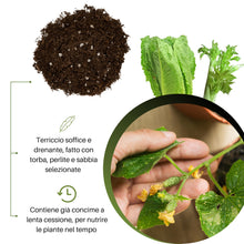 Carica l'immagine nel visualizzatore di Gallery, GebEarth® | Terriccio per Orto in Balcone | Substrato con Torba, Perlite e Concime NPK a Lenta Cessione | Radici Forti p