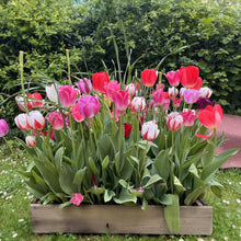 Carica l'immagine nel visualizzatore di Gallery, Bulbi di Tulipani | Collezione Varietà Esclusive da Autunno a Primavera | Alta Qualità e Controllo Selezionato | Fioritu