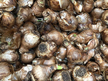 Carica l'immagine nel visualizzatore di Gallery, 15 X Narcisi Misti - Daffodil Mix - Bulbi Alta Qualità (15)