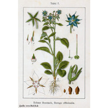 Carica l'immagine nel visualizzatore di Gallery, Borragine (Borago officinalis) - circa 50 semi