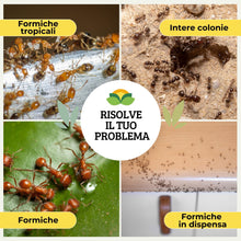 Carica l'immagine nel visualizzatore di Gallery, Albagarden Trappola Formiche con Gel Insetticida, 2 Casette Esca Anti Formiche, Elimina Colonia e Regina con Imidaclopri