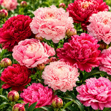 Carica l'immagine nel visualizzatore di Gallery, Radici di PEONIE | Esclusiva selezione dai migliori produttori Olandesi | Controllo Qualità | Fioritura garantita. (2 Ra