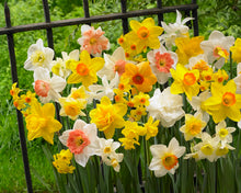 Carica l'immagine nel visualizzatore di Gallery, 15 X Narcisi Misti - Daffodil Mix - Bulbi Alta Qualità (15)