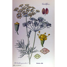 Carica l'immagine nel visualizzatore di Gallery, Aneto (Anethum graveolens) - circa 600 semi