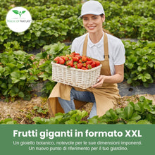 Carica l'immagine nel visualizzatore di Gallery, Magic of Nature: Semi di Fragola Gigante circa 100 pz