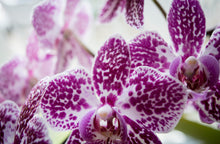 Carica l'immagine nel visualizzatore di Gallery, floraline® Set di 10 fertilizzanti per orchidee, per 10 mesi di splendidi fiori con crescita e fiori sani, applicazione 