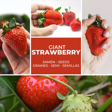 Carica l'immagine nel visualizzatore di Gallery, Magic of Nature: Semi di Fragola Gigante circa 100 pz