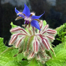 Carica l'immagine nel visualizzatore di Gallery, Borragine (Borago officinalis) - circa 50 semi