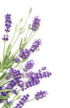 Carica l'immagine nel visualizzatore di Gallery, Aquafloow Assorbitore di Umidità per Ambienti 400 ml, Riduce l'umidità, 6 Pezzi LAVENDER | Neutralizzatore di Odori, Deu