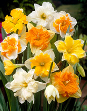 Carica l'immagine nel visualizzatore di Gallery, 15 X Narcisi Misti - Daffodil Mix - Bulbi Alta Qualità (15)