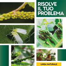 Carica l&#39;immagine nel visualizzatore di Gallery, Albagarden - PIRETRO Insetticida Piante Naturale - Elimina Afidi, Mosca Bianca, Moscerini E Lepidotteri - Rapida Azione Abbattente Per Tutti i Tipi Di Piante - Spray Pronto Uso 500 ml