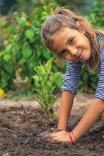 Carica l'immagine nel visualizzatore di Gallery, Clementoni Scienza e Gioco Lab - La Mia Serra, Laboratorio di Botanica Bambini 7+ Anni, con Semi da Agricoltura Biologic