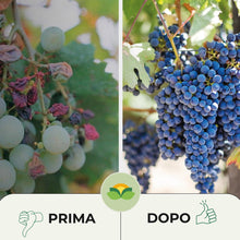 Carica l'immagine nel visualizzatore di Gallery, Albagarden - Bicarbonato Di Potassio Bio Per Agricoltura Naturale E Piante - Disacidan Contro Oidio Muffa Grigia Peronos