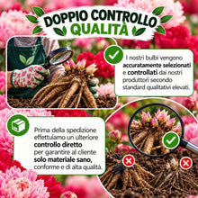 Carica l'immagine nel visualizzatore di Gallery, Radici di PEONIE | Esclusiva selezione dai migliori produttori Olandesi | Controllo Qualità | Fioritura garantita. (2 Ra