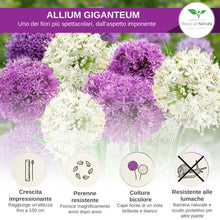 Carica l'immagine nel visualizzatore di Gallery, Magic of Nature: Semi di Aglio Gigante (60 pz) - Allium giganteum