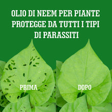 Carica l'immagine nel visualizzatore di Gallery, LERAVA Olio di Neem per Piante (700 ml) - Spray Repellente per Cocciniglia