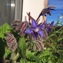 Carica l'immagine nel visualizzatore di Gallery, Borragine (Borago officinalis) - circa 50 semi