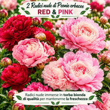 Carica l'immagine nel visualizzatore di Gallery, Radici di PEONIE | Esclusiva selezione dai migliori produttori Olandesi | Controllo Qualità | Fioritura garantita. (2 Ra