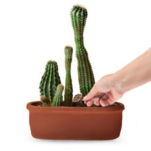 Carica l'immagine nel visualizzatore di Gallery, R&amp;R SHOP – Fertilizzante Biologico per Piante Grasse e Cactus, Alimento Organico Completo, a rilascio lento, perfetto pe