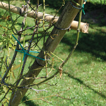 Carica l'immagine nel visualizzatore di Gallery, TENAX Tubetto Agricolo Verde 1000g Diametro 2mm, Legatura in PVC per Piante, ortaggi e Fiori, Lunghezza Circa 240 m,1 item