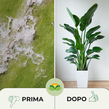Carica l'immagine nel visualizzatore di Gallery, Albagarden - Olio Di Neem Per Piante - MAXI x 1 Litro - Soluzione Naturale Contro Insetti Funghi Cocciniglia, Acari Afid