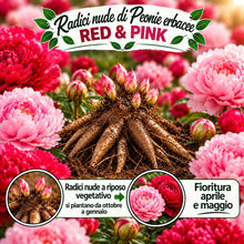 Carica l'immagine nel visualizzatore di Gallery, Radici di PEONIE | Esclusiva selezione dai migliori produttori Olandesi | Controllo Qualità | Fioritura garantita. (2 Ra