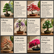 Carica l'immagine nel visualizzatore di Gallery, CULTIVEA® Kit Bonsai Box Experience – Bonsai Kit Completo per Principianti con Semi di Bonsai, Vasi, Attrezzi e Guida – 
