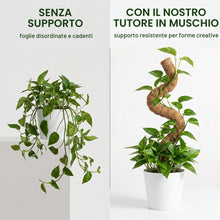 Carica l'immagine nel visualizzatore di Gallery, 3 Pezzi Sostegno per Piante Rampicanti,Supporti Piante,Sostegno Rampicanti Casa Giardino Balcone