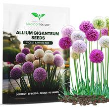 Carica l'immagine nel visualizzatore di Gallery, Magic of Nature: Semi di Aglio Gigante (60 pz) - Allium giganteum