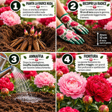 Carica l'immagine nel visualizzatore di Gallery, Radici di PEONIE | Esclusiva selezione dai migliori produttori Olandesi | Controllo Qualità | Fioritura garantita. (2 Ra
