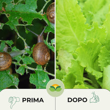 Carica l'immagine nel visualizzatore di Gallery, Albagarden - Esca Lumachicida Pronto Uso - Fosfato Ferrico Elimina Lumache e Limacce - Resistente alla Pioggia - Polvere
