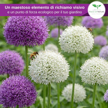 Carica l'immagine nel visualizzatore di Gallery, Magic of Nature: Semi di Aglio Gigante (60 pz) - Allium giganteum