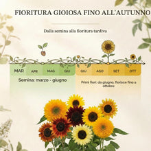 Carica l'immagine nel visualizzatore di Gallery, Semi di girasole colorati con alto tasso di germinazione - semi di fiori per un giardino colorato e accogliente per le a