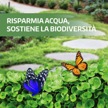 Carica l'immagine nel visualizzatore di Gallery, LERAVA Dicondra semi (40m²) - Non richiede taglio - Estrema resistenza alla siccità - semi dicondra per prato ideali per