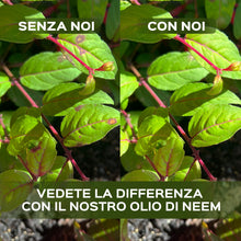 Carica l'immagine nel visualizzatore di Gallery, LERAVA Olio di Neem per Piante (700 ml) - Spray Repellente per Cocciniglia