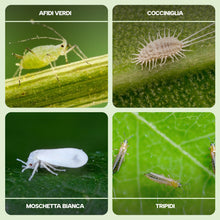 Carica l'immagine nel visualizzatore di Gallery, Fitokem Sapone Molle di Potassio 1lt e Olio di Neem 1lt Kit Protezione Piante Corroborante Naturale per Orto e Giardino 
